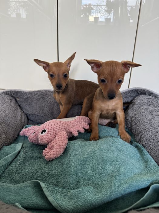 Urocze sunie Pinczer miniaturowy