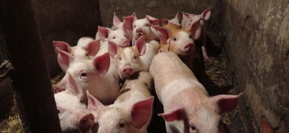 Продам поросята м'ясної породи