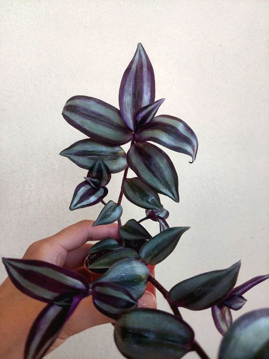 Tradescantia zebrina