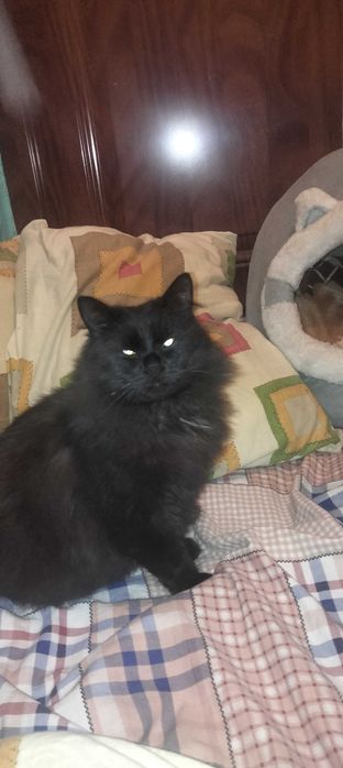 Кішка чорного кольору