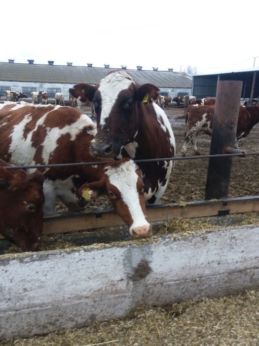 Продам телок на хозяйство!