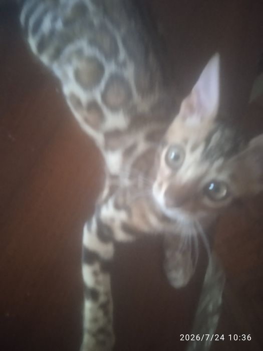 Коти  породи бенгал