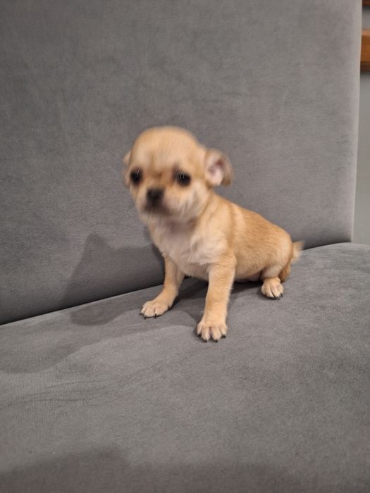 Piesek 11tyg mini gotowy do odbioru