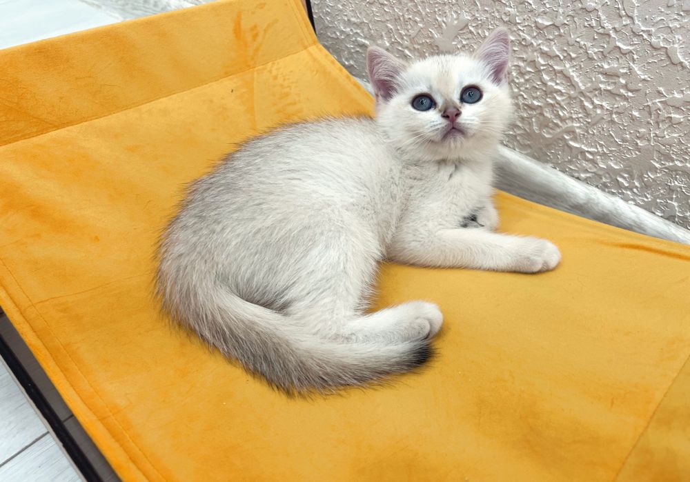 Лежанка-гамак для котов. Новинка!