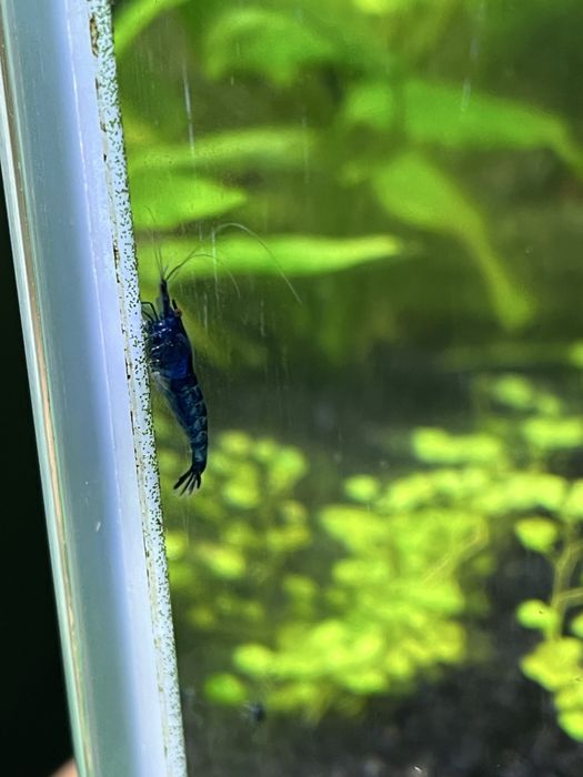 Krewetki Blue Velvet