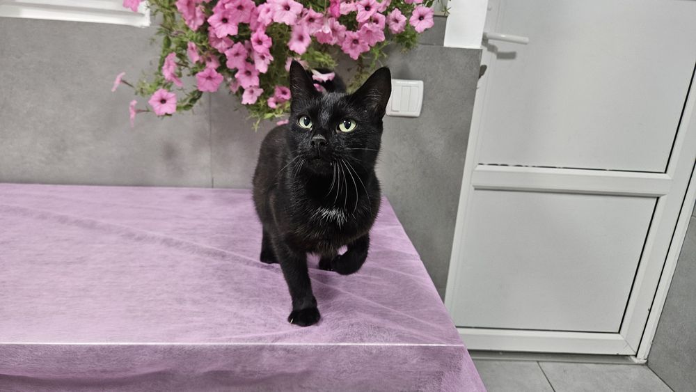 Чорна киця в добрі руки! Стерилізована