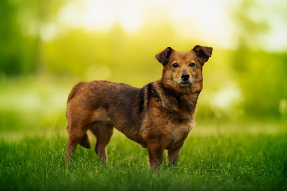 Spokojna kochana zrównoważona Adelajda do adopcji
