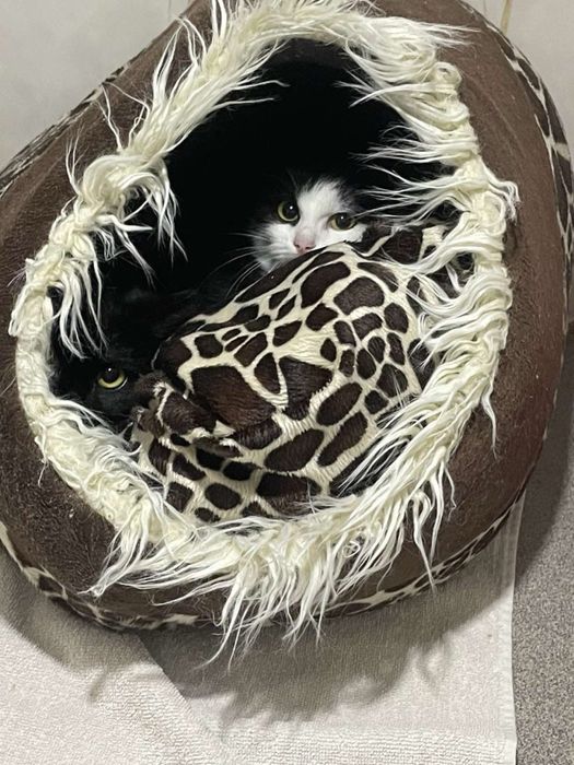 Віддам в добрі руки кошенятко