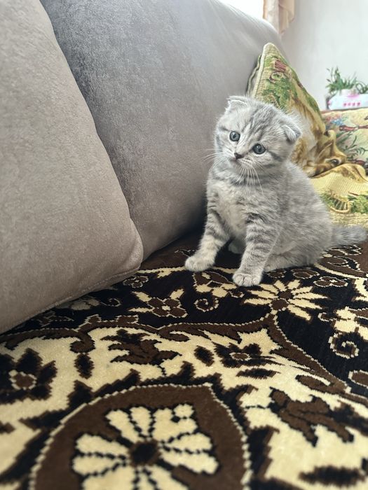 Шотландские вислоухие котята