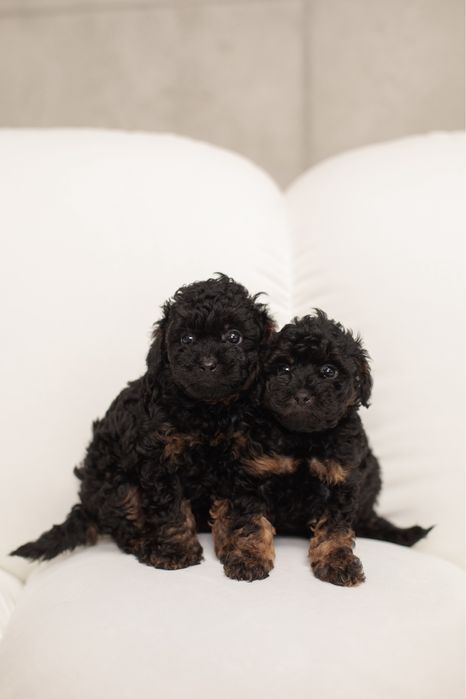 Той пудель фантом