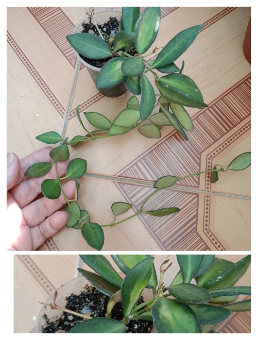 Хойя. Гарно вкорінені черенки.