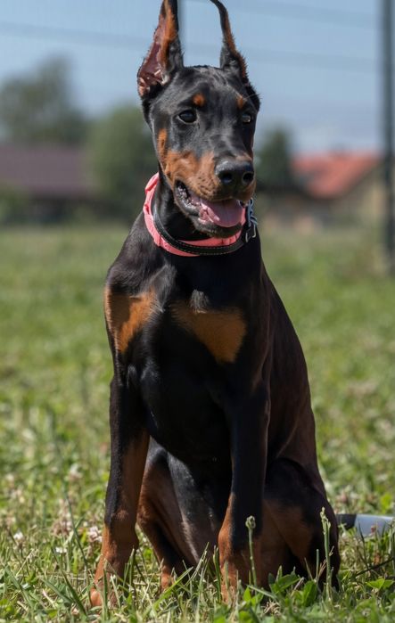 Cudowna suka doberman