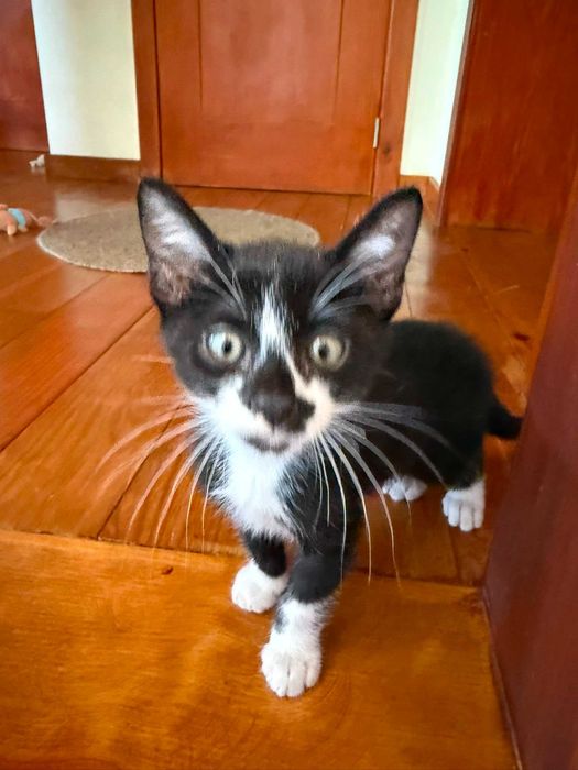 gatos bonitos e meiguinhos para dar