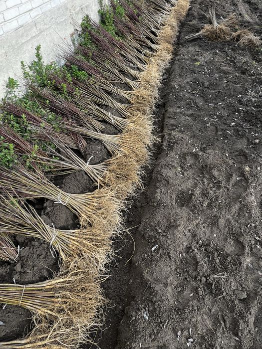 Katalpa catalpa siewka