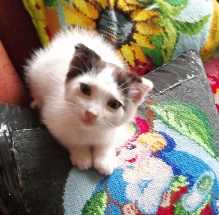 Ваддамо котика в хороші руки
