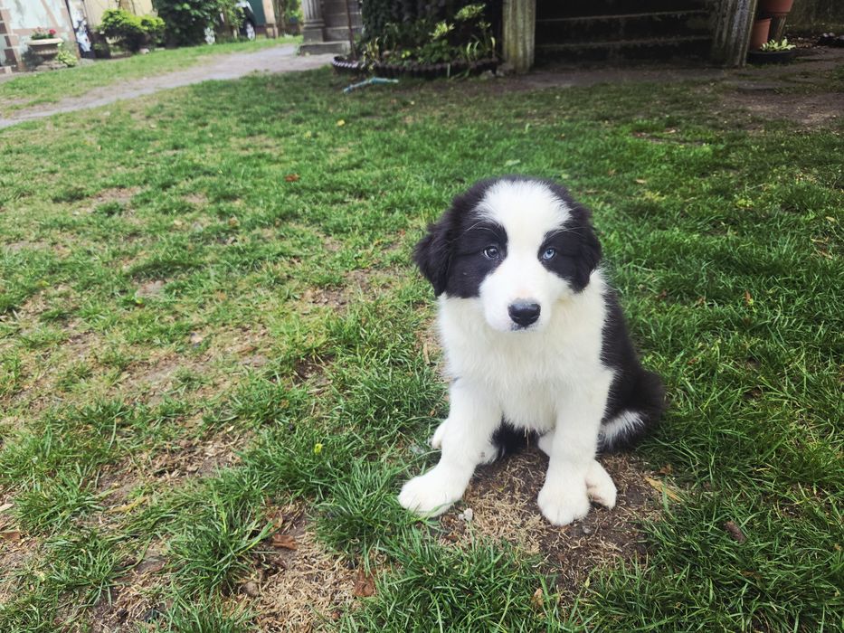 Border Collie ZKwP FCI