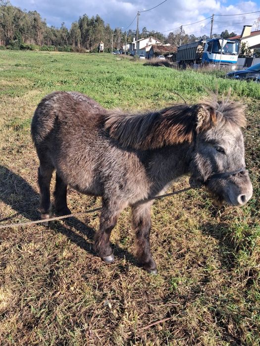 Pónei apaluso macho