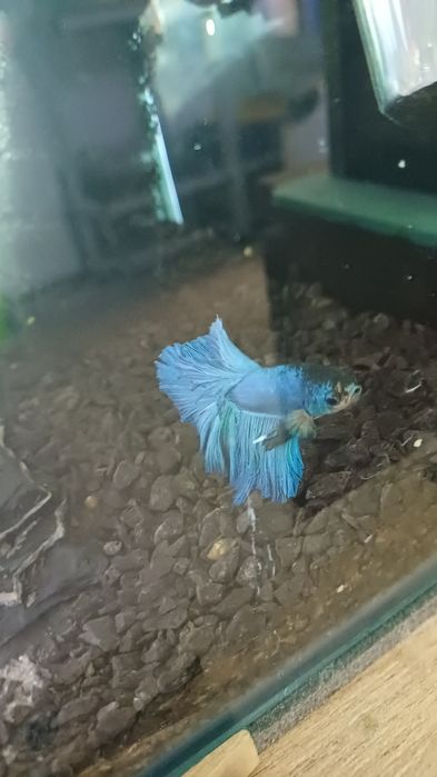 Rybki do akwarium - Bojownik Blue Niebieski