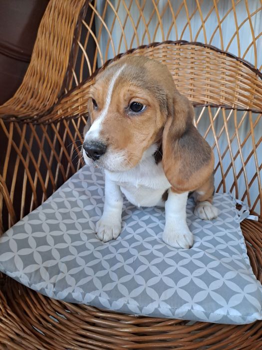 Beagle sunia z rodowodem.