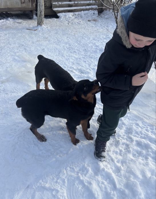 Дівчатка Ротвейлери