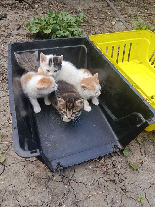 Котята в хорошие руки