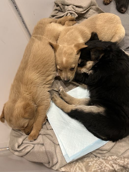 Maluszki szukają domu