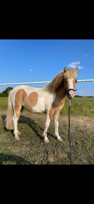 Sprzedam kuca izabelowatosrokstego