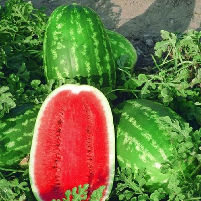 Насіння кавуна ЛЕДІ F1 LADY F1 1000 шт Семена Арбуза