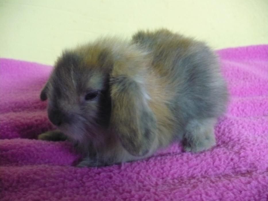 Królik miniaturowy Baranek