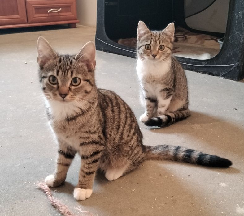 Kotki szukają domów