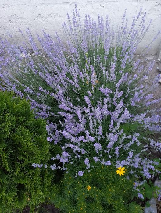 Лаванда вузьколиста англійська саджанці, лаванда саженцы