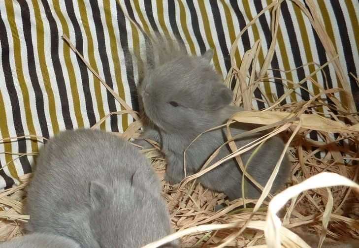 Coelhos anões mini hôlandes e mini toy desparasitados e vacinados