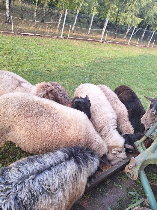 Sprzedam Jagnięta - zadbane