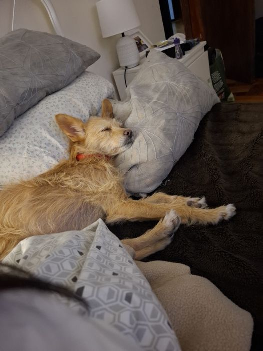 Dama para adopção