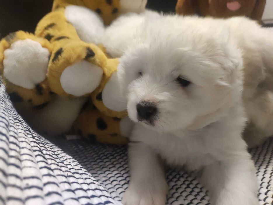 Samoyed FCI/ZKwP badania, śnieżnobiały