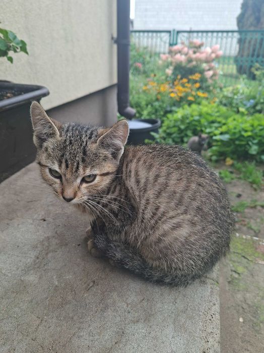 Adopcja małych kotków