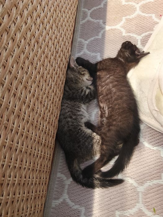 Małe kotki do adopcji