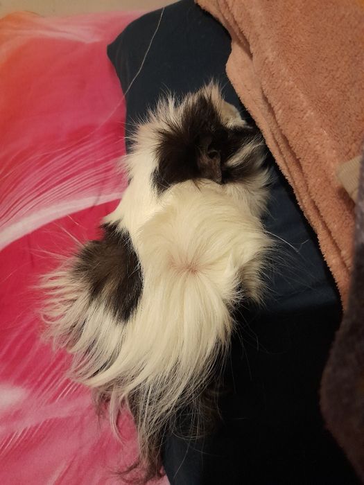 Świnka morska długowłosa rezerwacja