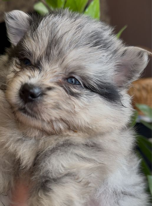 Цуценята породи померанського шпиця