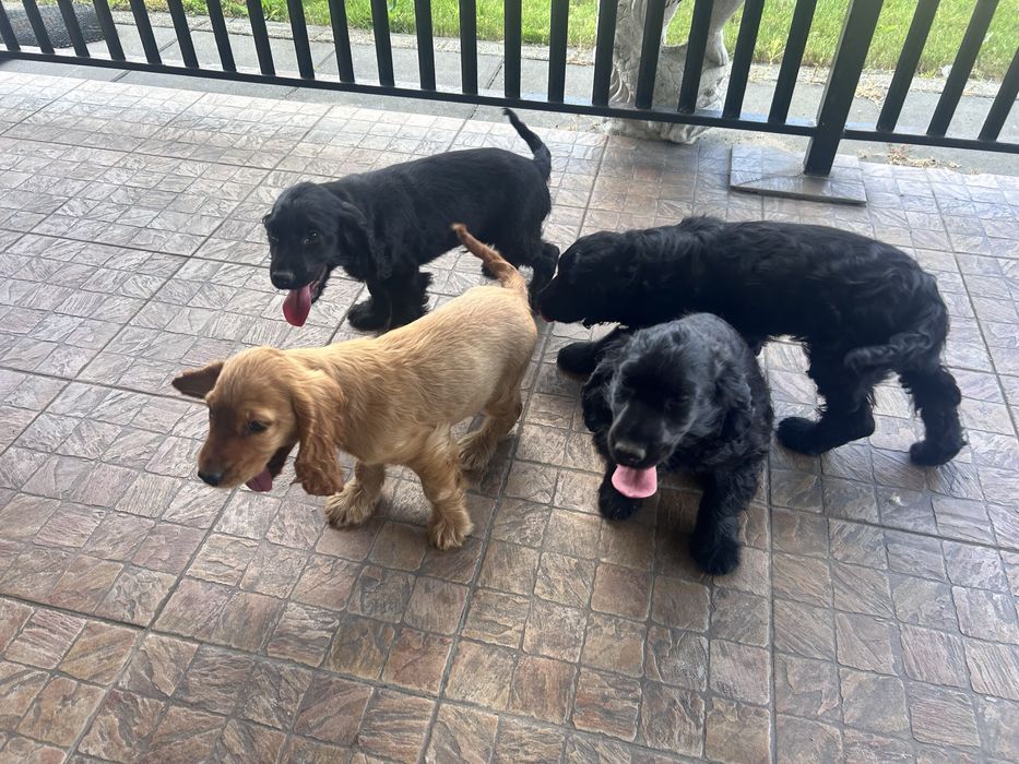 Szczenię Cocker Spaniel