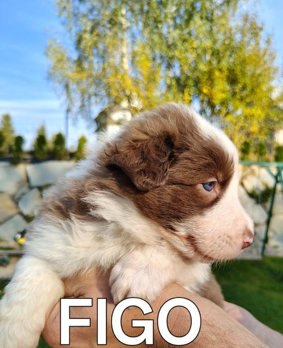 Border collie szczenię