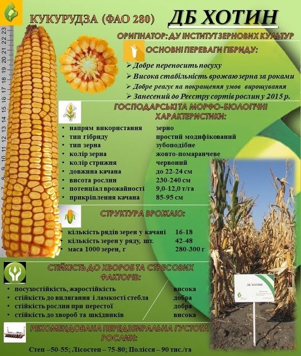 Насіння кукурудзи «Хотин» (ФАО 280)