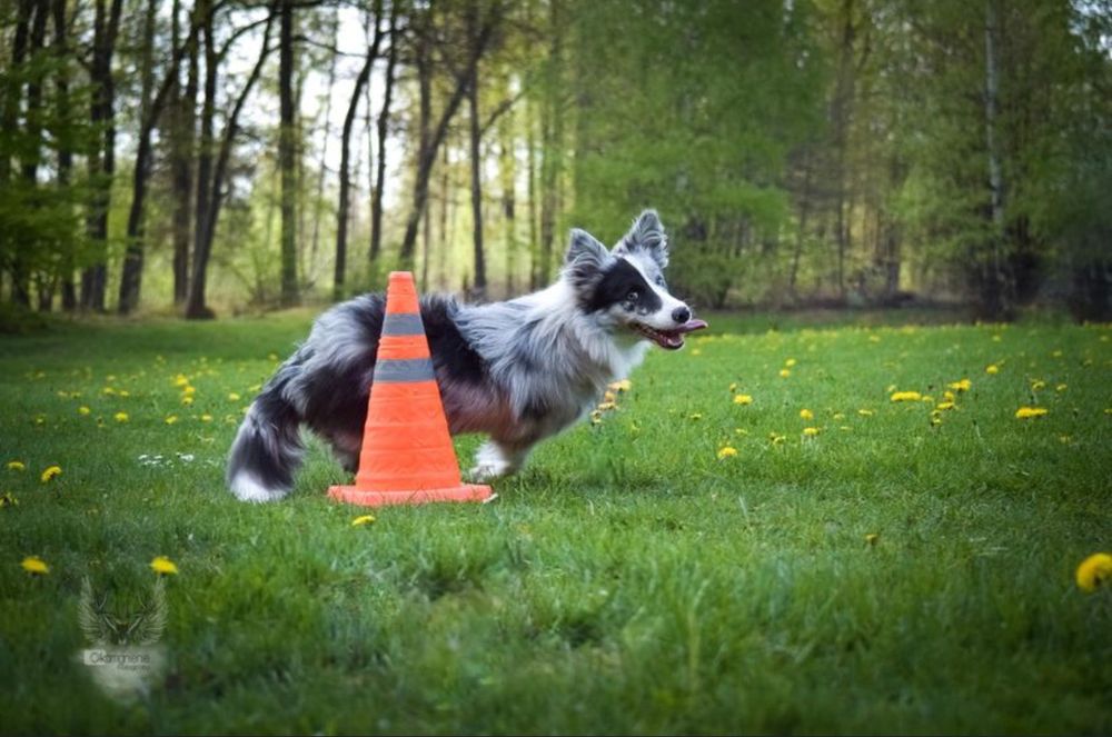 Zoopsycholog behawiorysta psów i kotów szkolenie szkoła dla psów