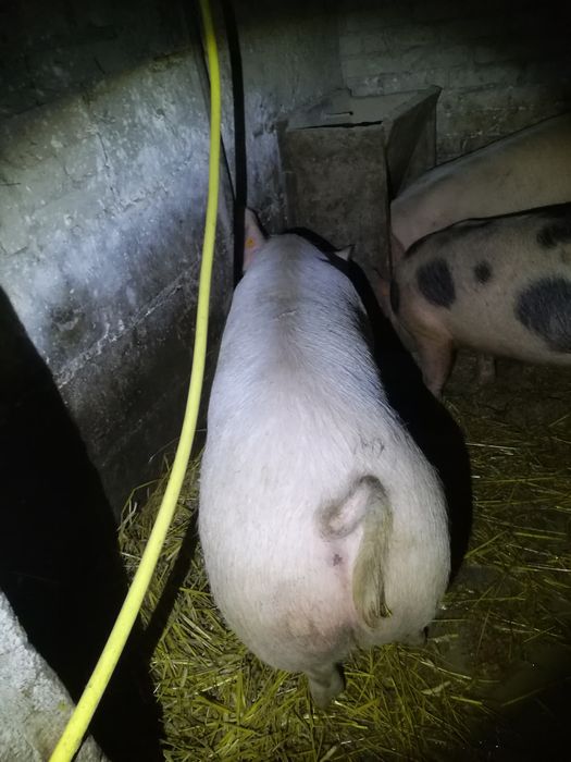 Tuczniki mięsne ekologiczne