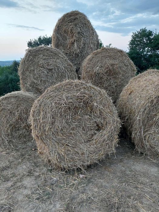 Bele Słomy pszennej 2026