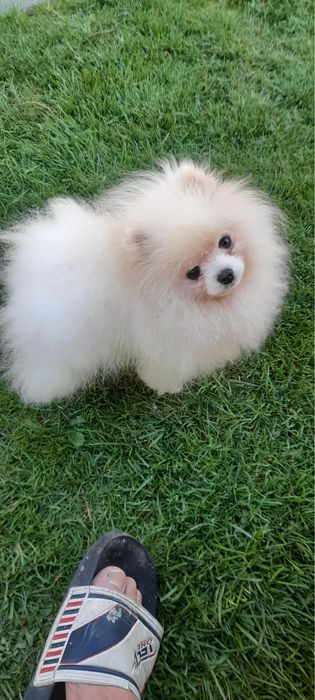 Szpic miniaturowy pomeranian