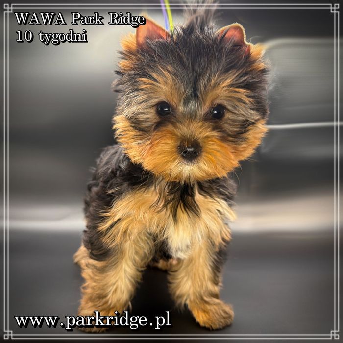 york suczka rodowód ZKwP/FCI 2,5-3 kg yorkshire terrier