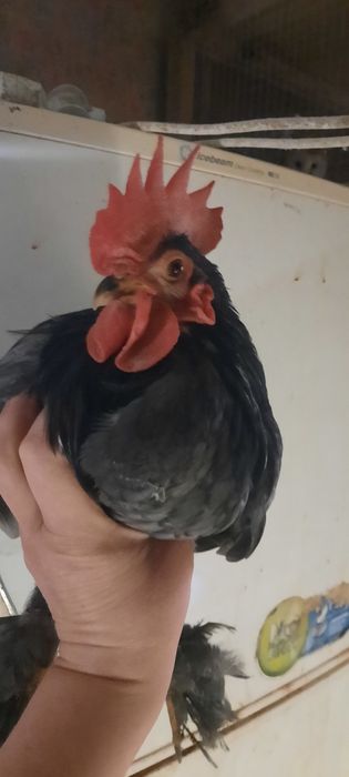 Півники карликового кохінхіна