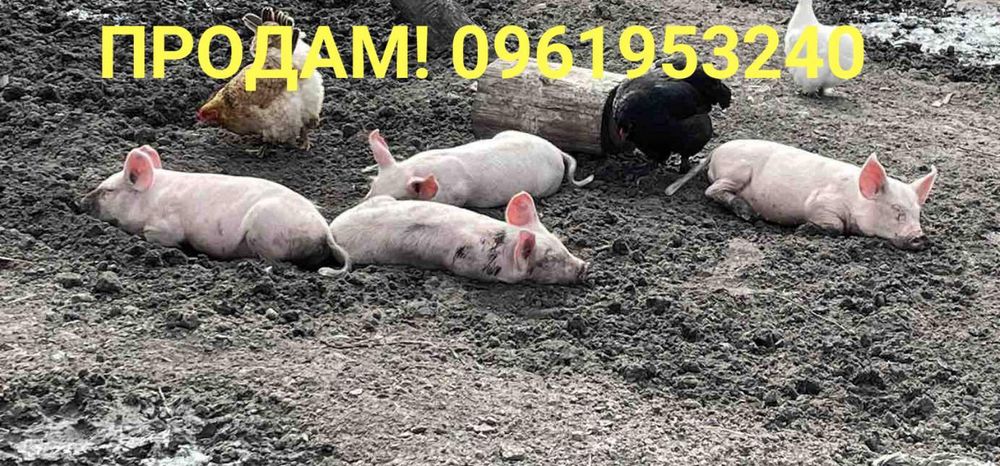 Продам домашніх поросят!