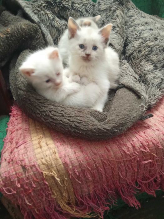 Кошенята турецької ангорки